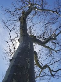 Low angle view of bare tree against sky