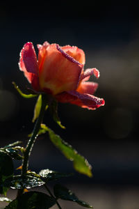 Close-up of rose plant