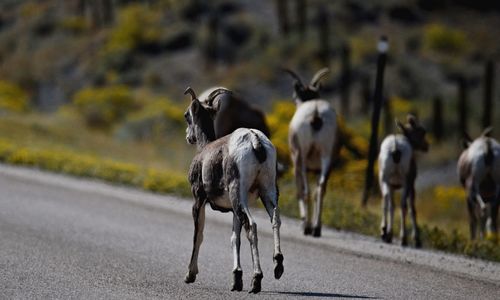 Flock of bighorn sheep on road