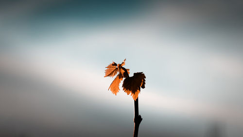 Low angle view of flowering plant against clear sky