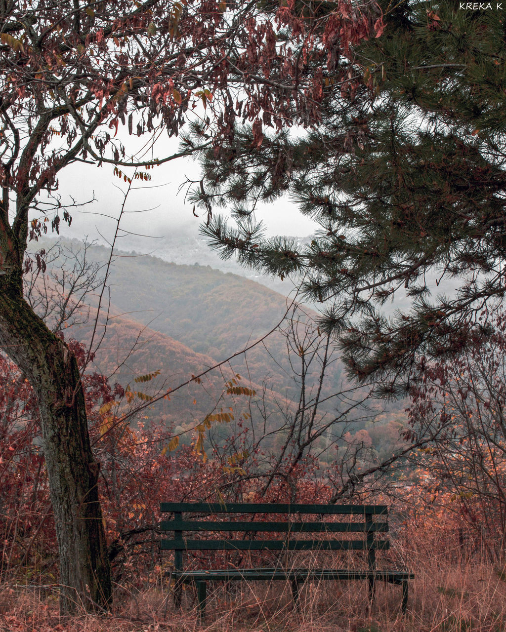 SCENIC VIEW OF TREE MOUNTAINS AGAINST SKY