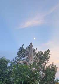 Low angle view of cactus plant against sky