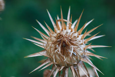 Close-up of wilted plant