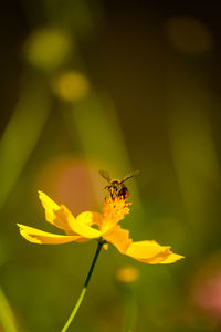 Close-up of butterfly pollinating on yellow flower