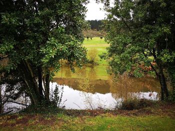 Scenic view of lake against trees in forest