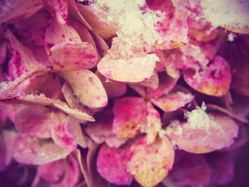 Close-up of pink flower