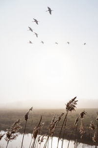 Low angle view of birds flying against clear sky