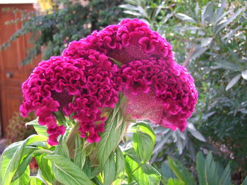 Close-up of pink flower