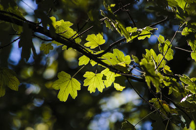 Low angle view of green leaves on twig against tree