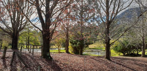 Trees in park during autumn