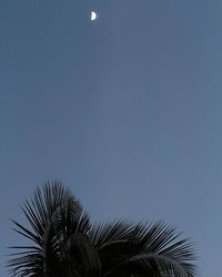 Low angle view of trees against clear sky