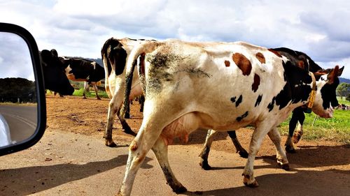 Cows crossing road by car against sky