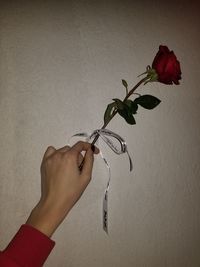 Close-up of hand holding rose against wall