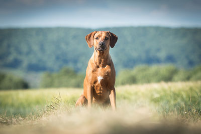 Portrait of dog standing on field