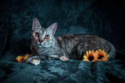 Close-up portrait of a cat