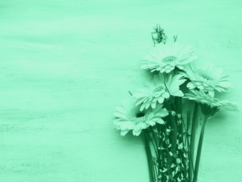 Close-up of flowering plant in vase against blue wall