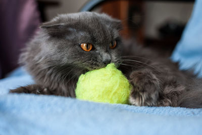 Close-up portrait of a cat at home