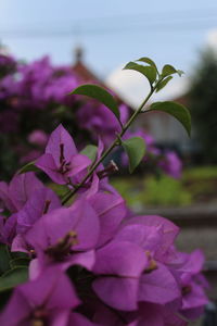 Close-up of pink flowering plant