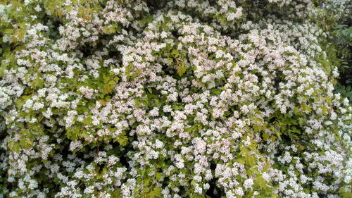 Close-up of white flowering plants in park