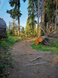 Dirt road amidst trees in forest