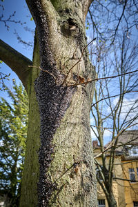 Low angle view of bare tree against sky