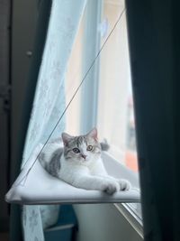 Cat looking through window