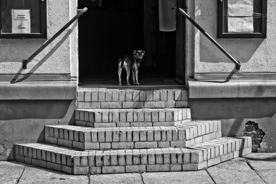 Dog on steps