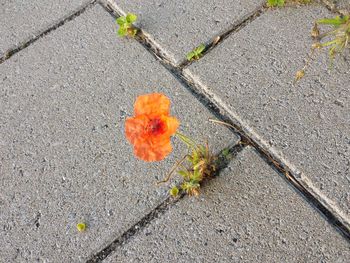 High angle view of orange flower on road