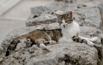 Close-up of cat sitting outdoors