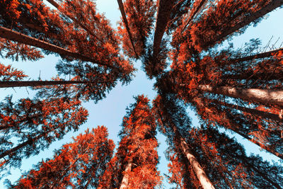 Low angle view of autumnal trees against sky