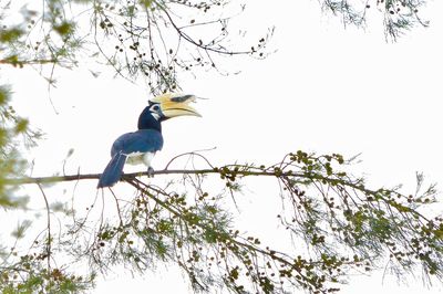 Low angle view of bird perching on branch