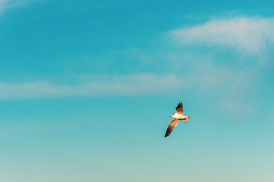 Low angle view of bird flying in sky