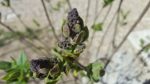 Close-up of plant