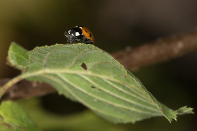 Close-up of insect on leaf