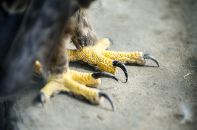 Close-up of eagles claws