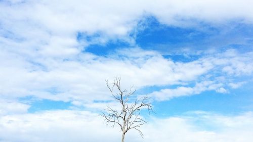 Low angle view of bare tree against blue sky