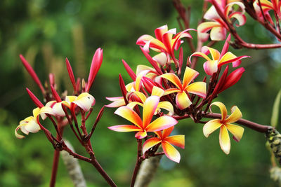 Close-up of red flowering plant