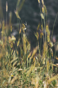 Close-up of crops growing on field