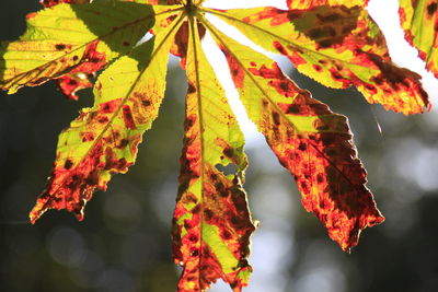 Close-up of maple leaves hanging from tree