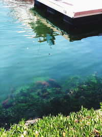 High angle view of plants floating on lake