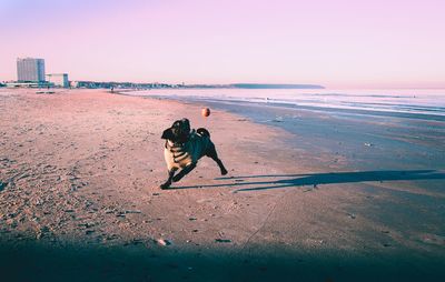 Dog playing with ball at beach against clear sky