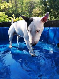 Dog standing in swimming pool