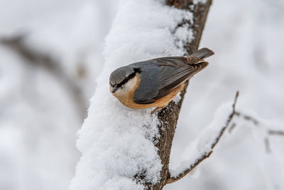 Close-up of a bird on snow