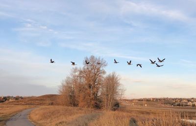 Flock of birds flying in the sky