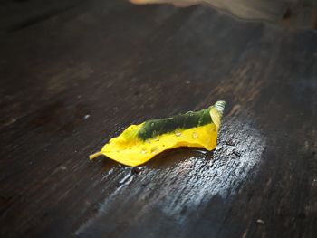 High angle view of yellow leaf on table