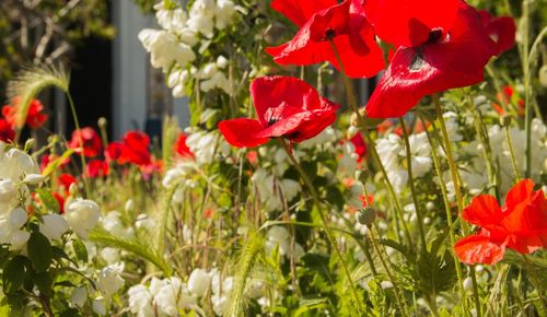 Close-up of poppy flowers