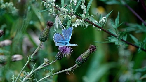 Blue butterfly 