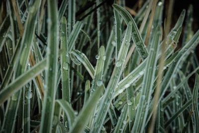 Close-up of fresh green grass