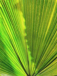 Close-up of palm leaf