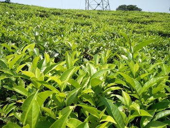 Plants growing in field